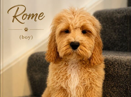 American Cockapoo -Trained - Health tested Parents