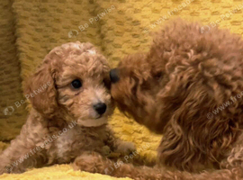 ONLY 2 LEFT Beautiful Cavapoochon Puppies