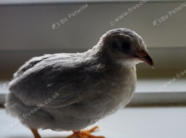6 chinese painted quail 1 Male 5 Females