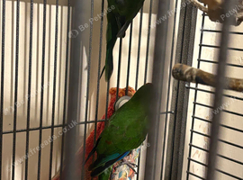 Breeding female male
