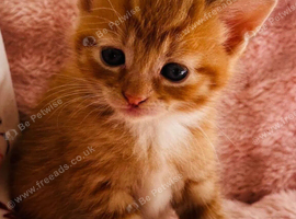 Mainecoon x