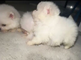 Adorable Pomeranian Puppies Ready for Loving Homes