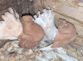 Breeding pair of Indian fantails