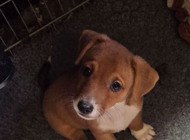 Jack Russell puppies