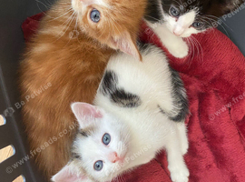 Beautiful kittens