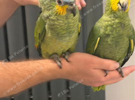 Handreard baby orange -winged Amazon for sale or px