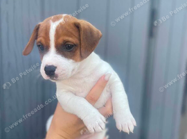 Parsons jack Russell