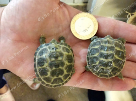 Baby horsefield tortoises