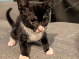Black & White Tabby Kittens