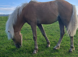 REGISTERED SEC B PALOMINO FILLY 15 MONTHS OLD.