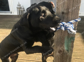 Patterdale terrier