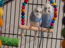 2 male budgies