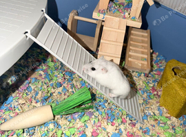 Dwarf hamster