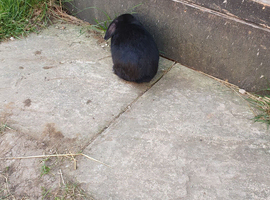 Baby mini lops gor sale