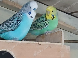 budgies for sale, read ad