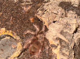 Tarantulas for sale