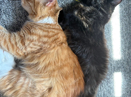 Two cats for sale (brother and sister)