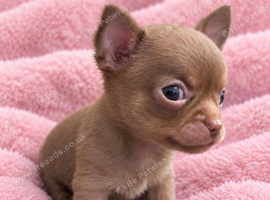 Tiny chihuahua puppies