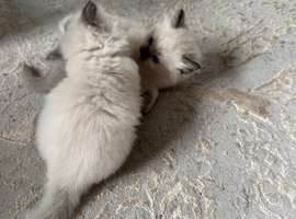 Ragdoll kittens for sale