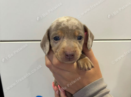 Stunning Miniature Dachshund pups