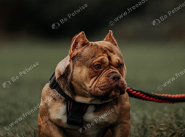 micro bully stud for sale