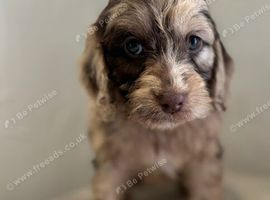 Stunning Cockapoo Puppy&rsquo;s - Ready Now!