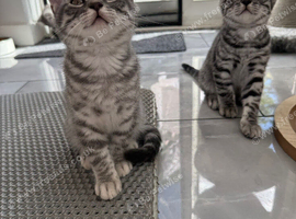 Beautiful Scottish Fold&Straight &ndash;Silver tabby&rsquo;s