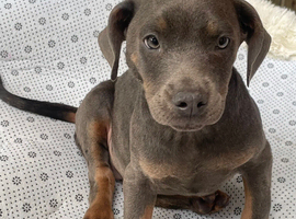 Stunning girl French bulldog x Dobermann