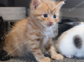 Adorable ragdoll x kittens
