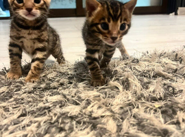Bengal kittens with pedigree