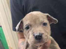 Mixed breed puppies for sale
