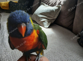 Beautiful hand tamed rainbow lorikeet for sale