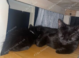 Two fluffy kittens