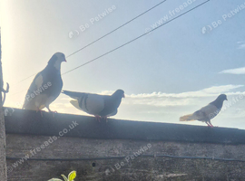 Roller pigeons for sale