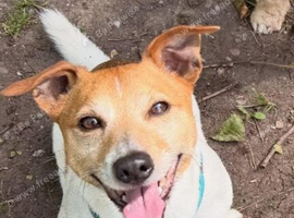 Ronnie the jack russell for stud only