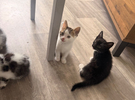 Bengal cross kittens