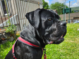 Zeus 7 month old cane corao