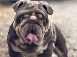 1 male available Eddie proven stud