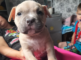 Pocket bully pups