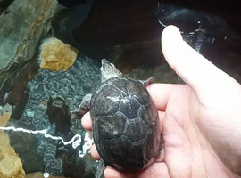 2 baby musk turtle