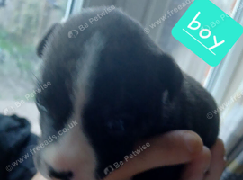 Staff x sharpei