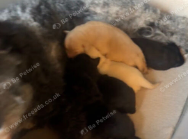 Labradoodle pups