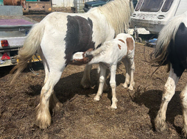 Mare and colt foal for sale