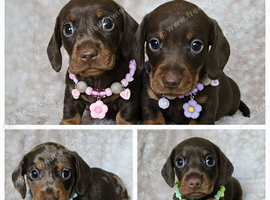 Beautiful smooth mini dachshunds