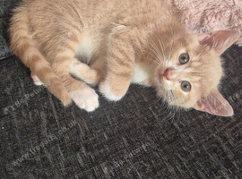 Male ginger and white kitten