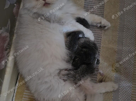 Chinchilla Persians
