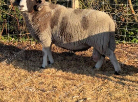 Jacob ram