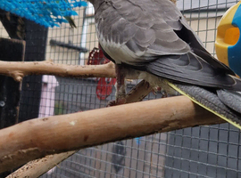 5x cockatiel chicks ready now &pound;90 each