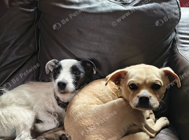 Rehome