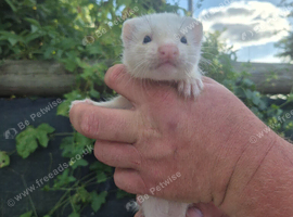 Adorable and well handled baby ferrets